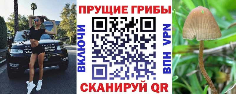 как найти закладки  Котовск  Галлюциногенные грибы Psilocybe 